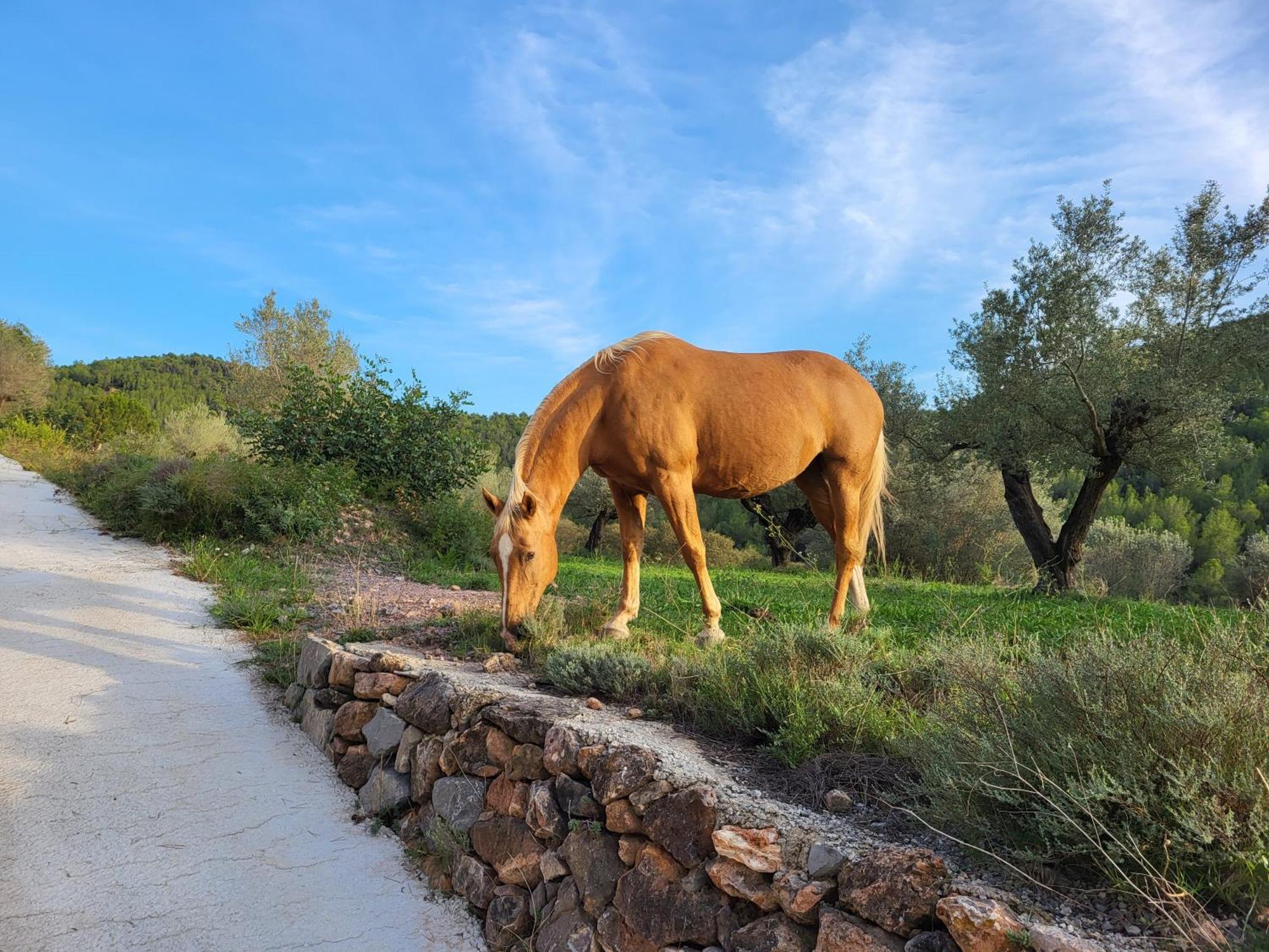 Masia De Matuta Vall de Almonacid 외부 사진